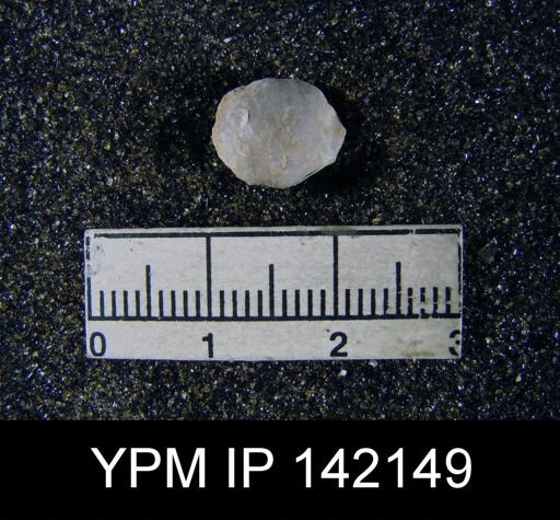 Chonetella nasuta