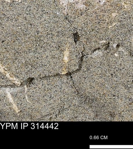 undet. Scaphopoda