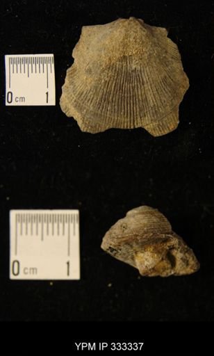 Hebertella sp.