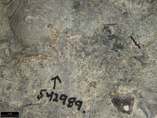 Aplocoma damesii