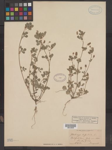 Medicago lupulina