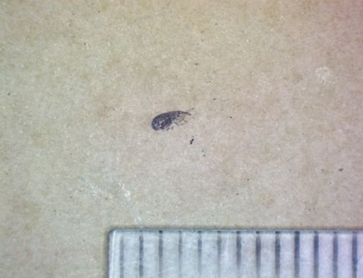 undet. Diptera