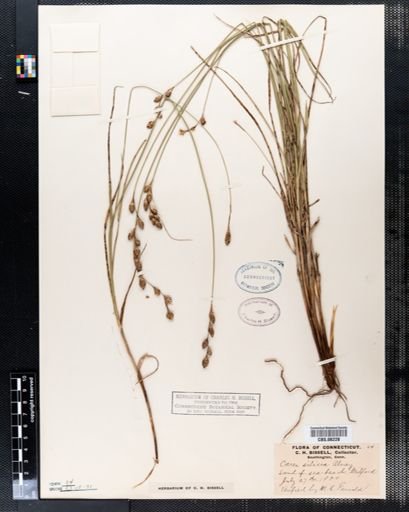 Carex silicea