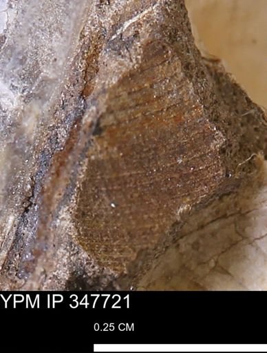 undet. Bivalvia