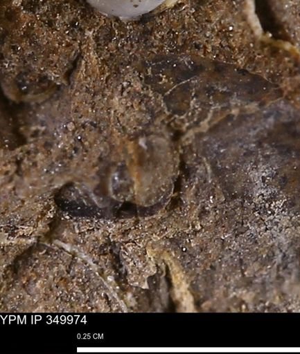 undet. Mollusca