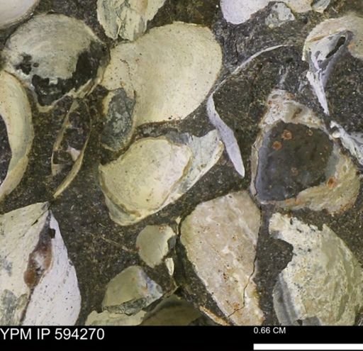 Protocardia sp.