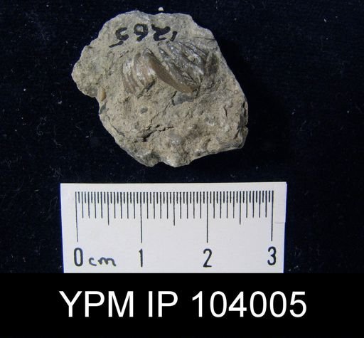 Rhynchotrema janeum