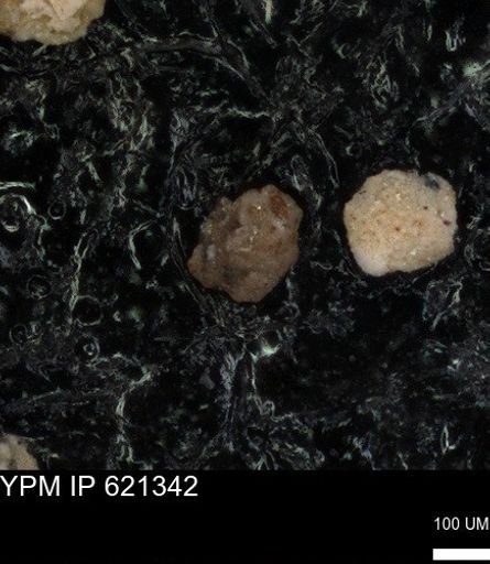 undet. Foraminiferida