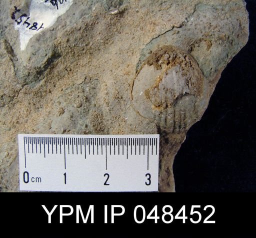 Rhipidium sp.