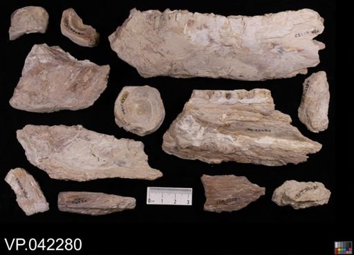 Ichthyodectes sp.