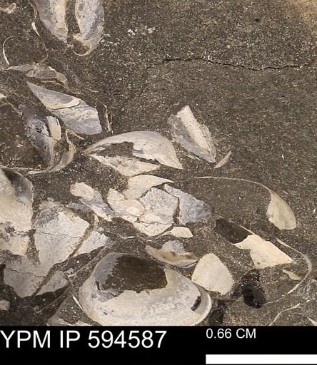 Protocardia sp.