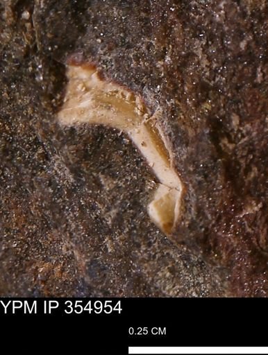 undet. Mollusca