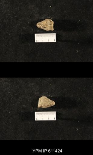 Glyptocrinus decadactylus