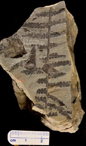Araucarites longifolia