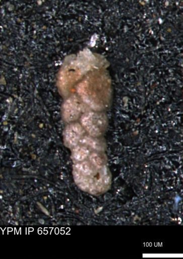 Ammobaculoides whitneyi