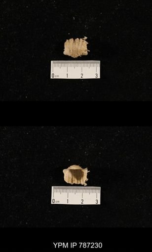 undet. Brachiopoda