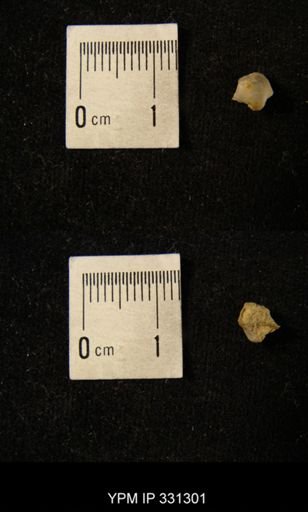 Ambocoelia planoconvexa