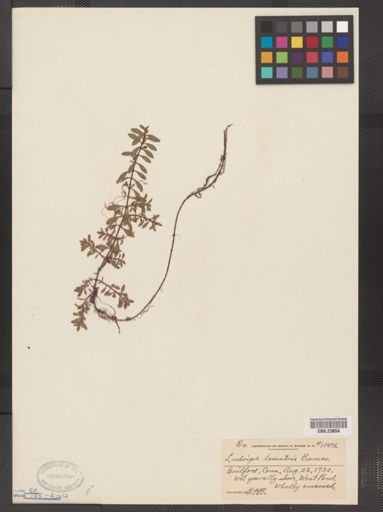 Ludwigia lacustris