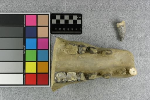 Archaeotherium mortoni