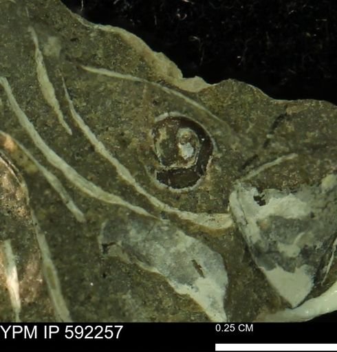 undet. Gastropoda
