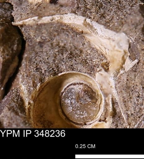 undet. Mollusca