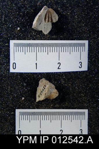 Pugnoides texanus