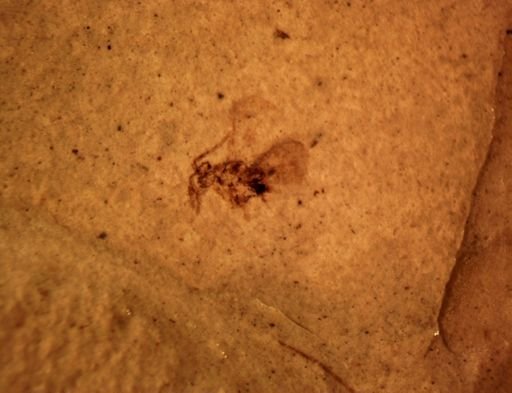 Caenocholax palusaxus
