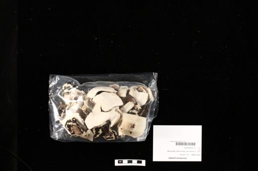 Geochelone pardalis