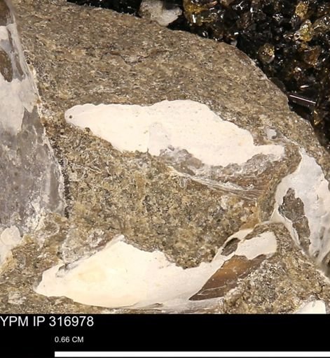 Phelopteria