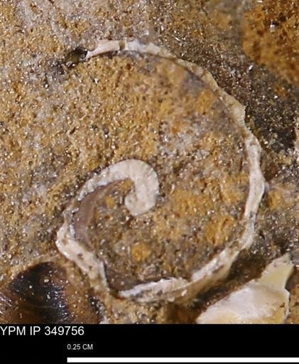 undet. Gastropoda