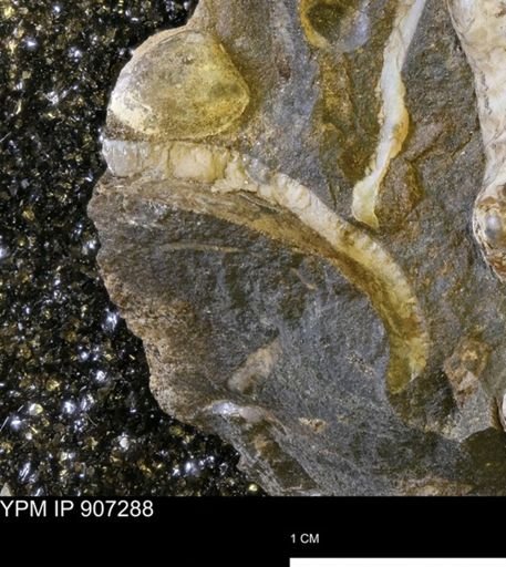 undet. Bivalvia