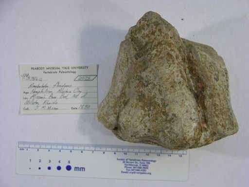 Amebelodon floridanus