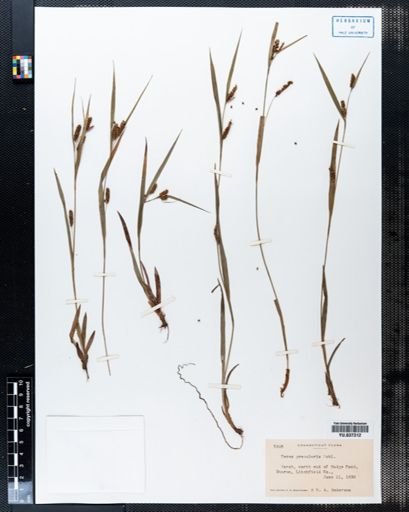 Carex granularis