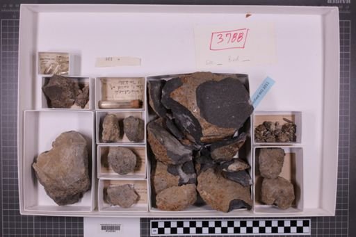mixed taxa, stratigraphic collection