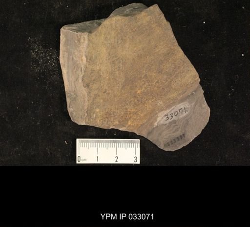 Mormolucoides articulatus
