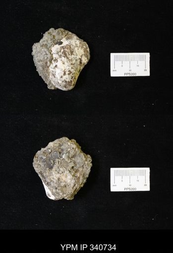 Inoceramus sp.