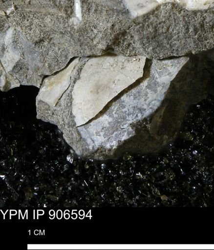 undet. Mollusca