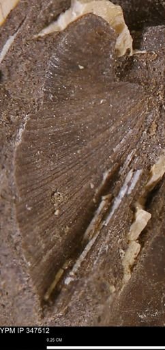 undet. Bivalvia