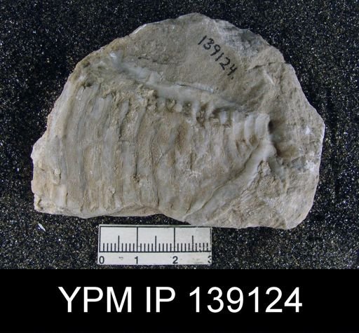 Lyttonia (Leptodus) nobilis