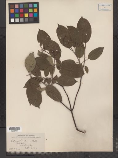 Cornus amomum