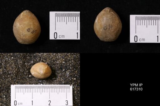 Terebratula radstockensis