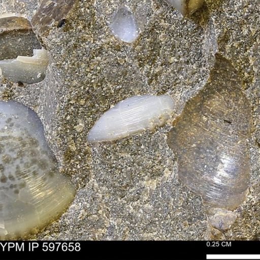 Protocardia?