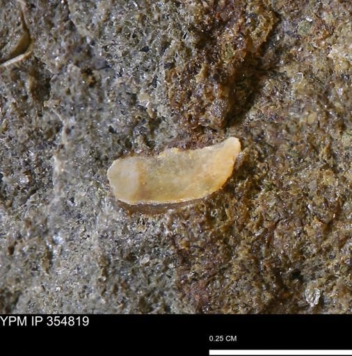 undet. Bivalvia