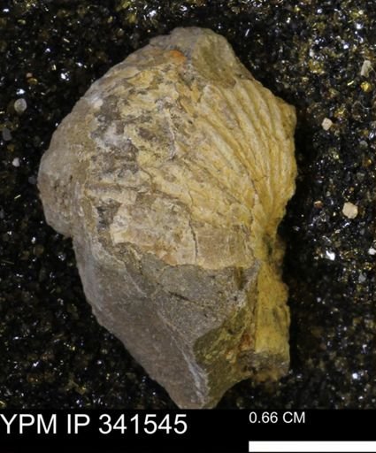 Scaphites sp.
