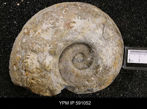 Lytoceras jurensis