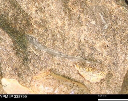 undet. Bivalvia
