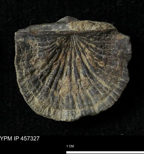 Stropheodonta erratica solidicosta