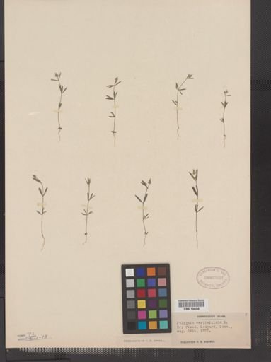 Polygala verticillata