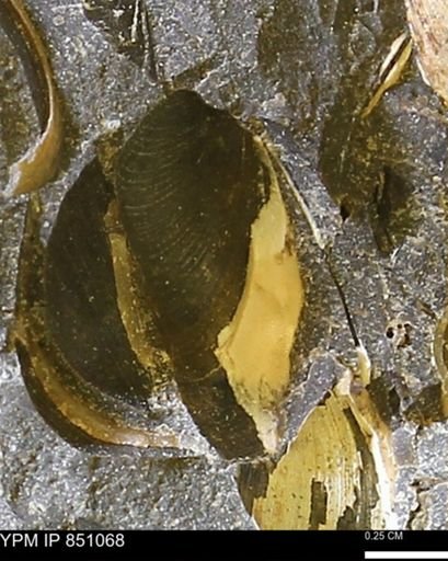 Limopsis striatopunctatus