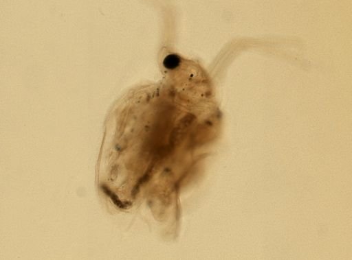 Daphnia